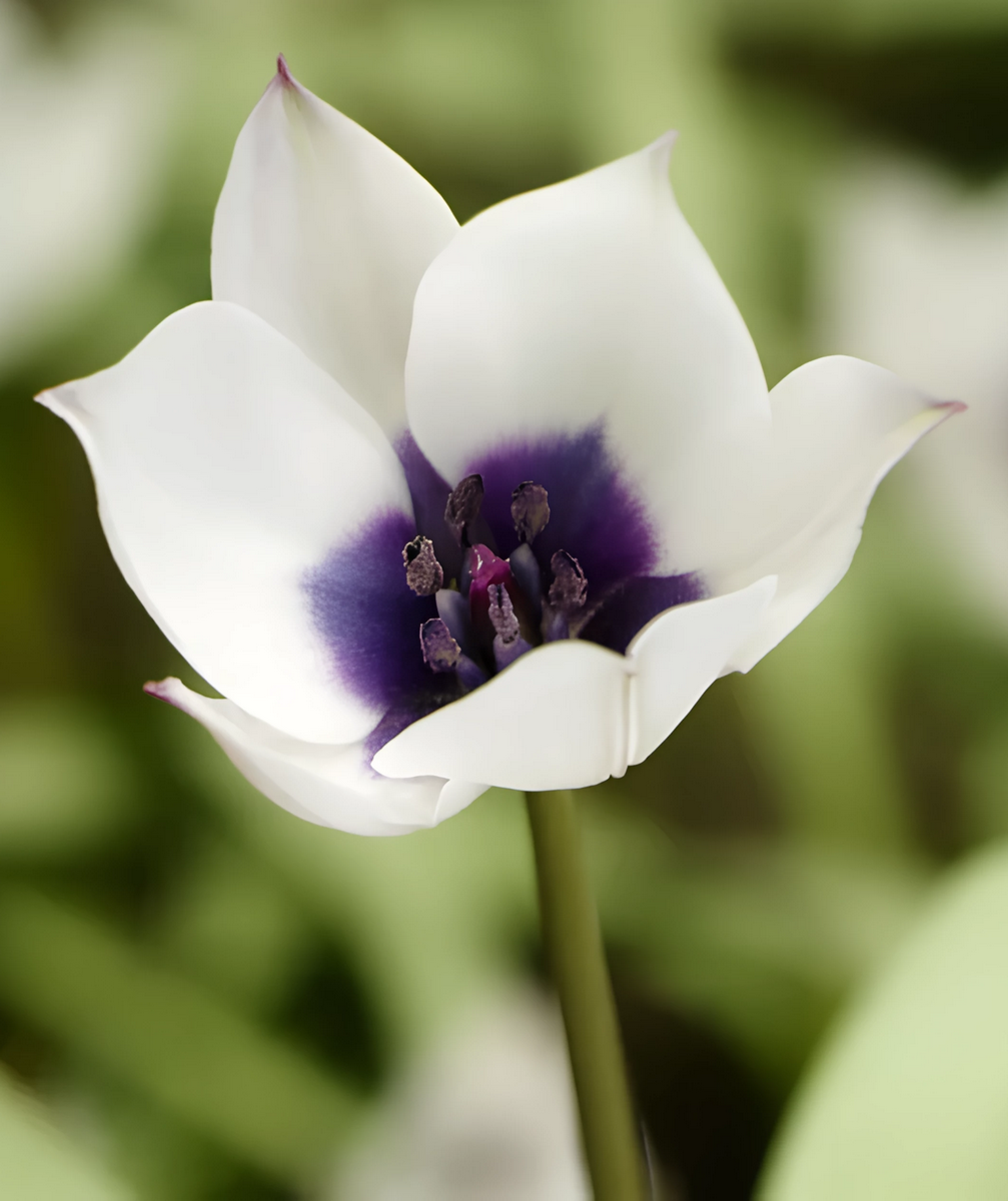 Тюльпан ботанический Альба Коурелеа Окулята, 6/+, 1 шт.