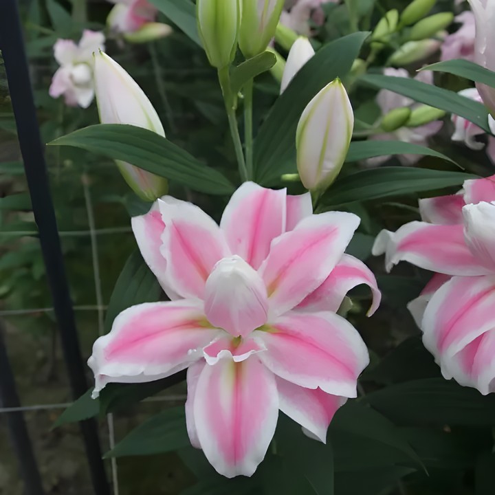 Лилия восточная махровая Романо, 12/14, 1 шт.