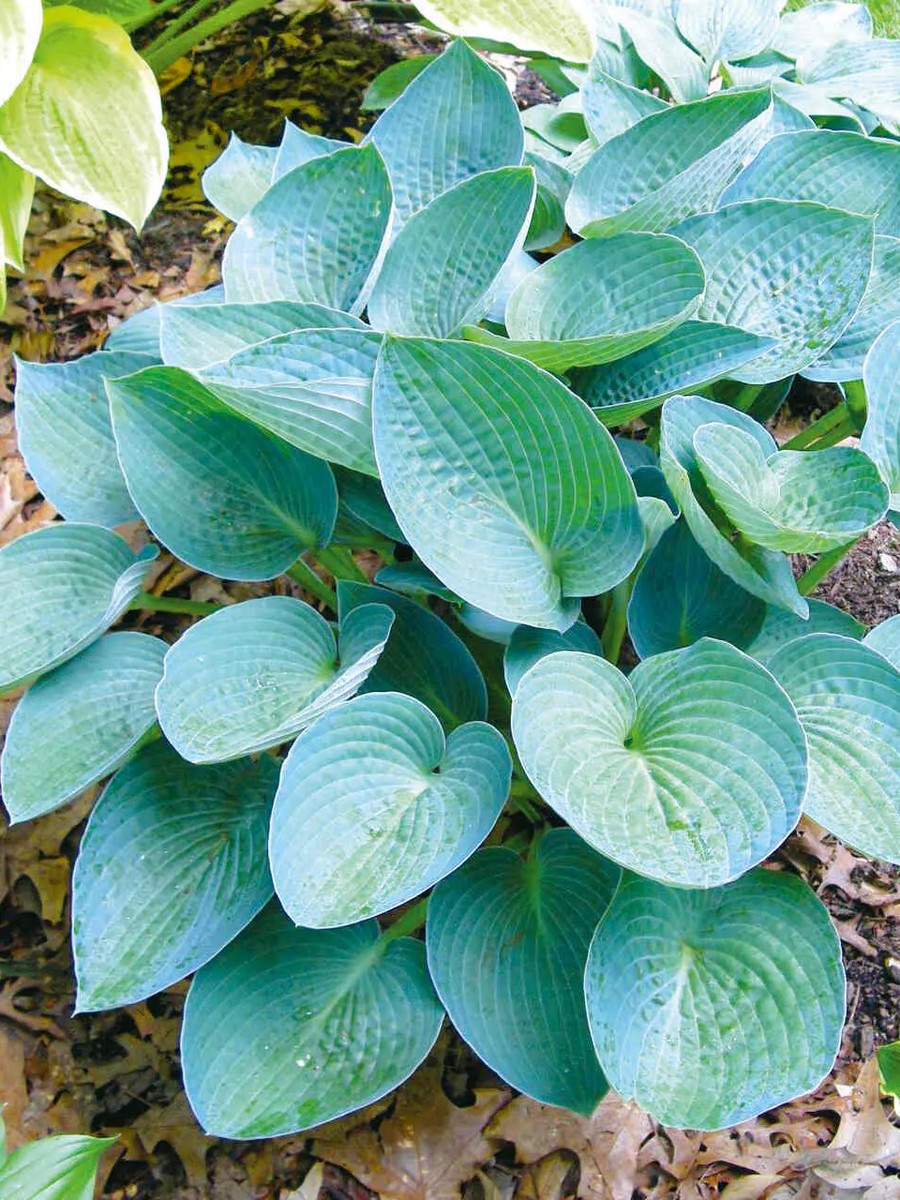 Хоста Блю Вижн, 1 шт.