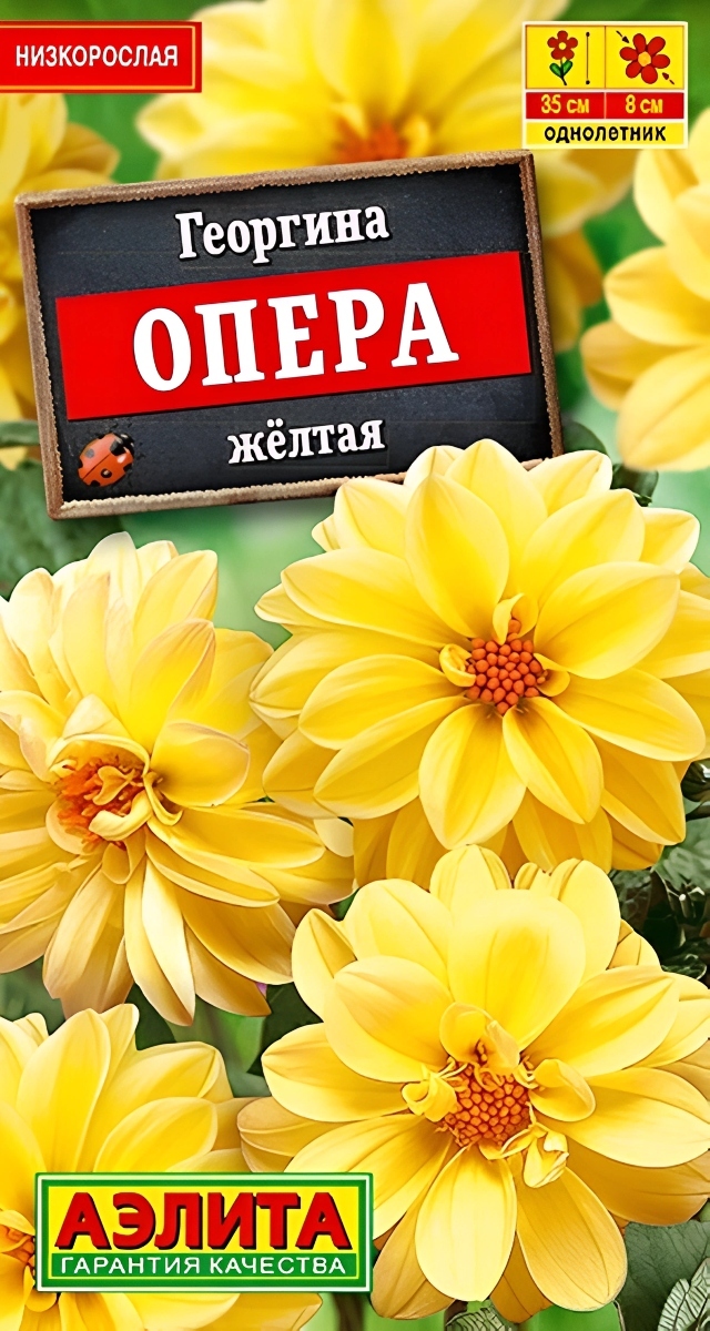 Георгина Опера желтая, 7 шт.