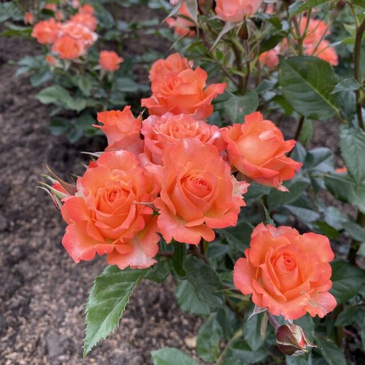 Роза спрей (миниатюрная) Алегрия/ЦКор