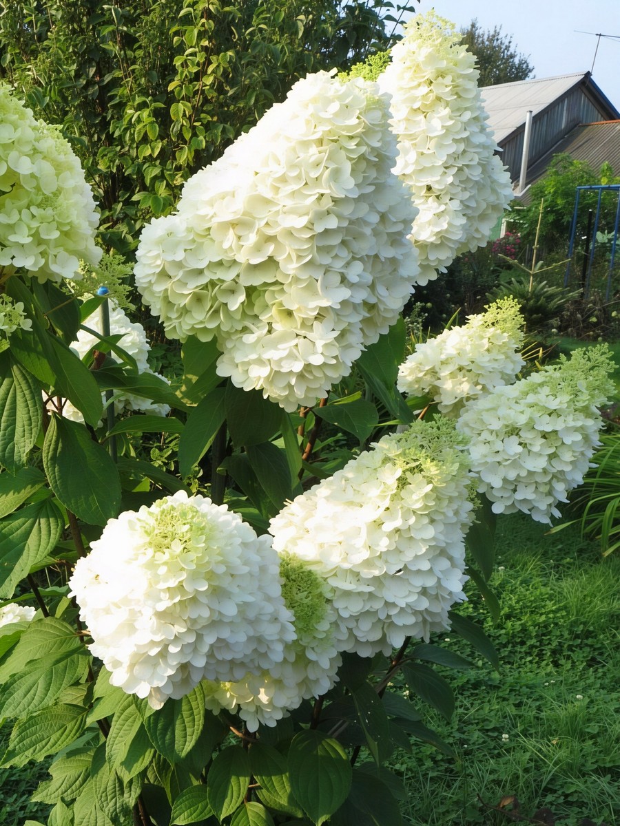 Гортензия метельчатая Геркулес 