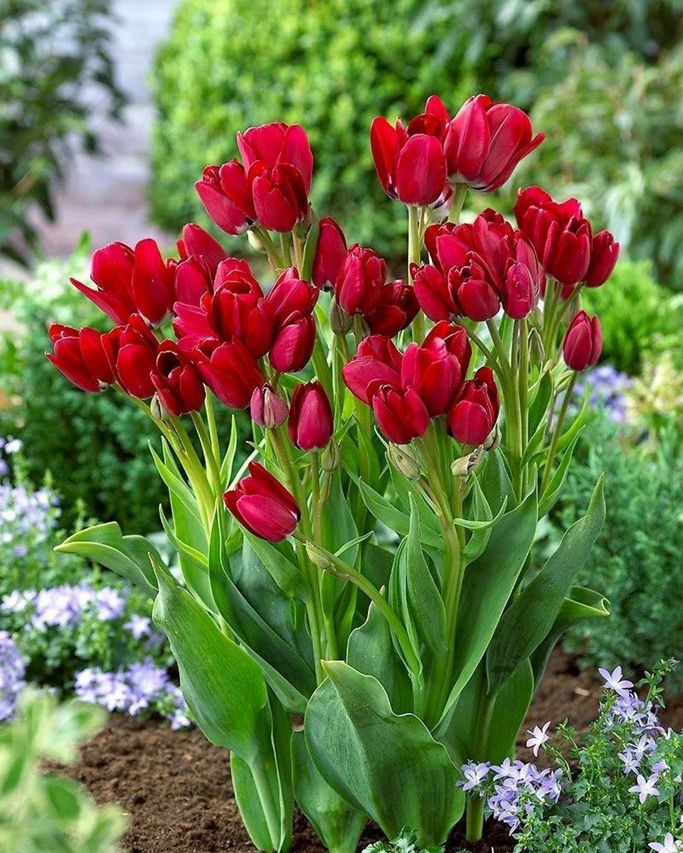 Тюльпан многоцветковый Файери Клаб, 11/12, 1 шт.