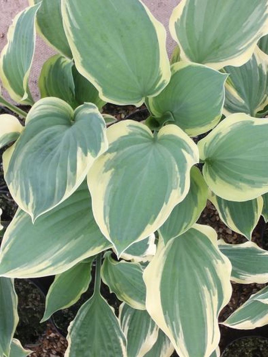 Хоста Тамбурин, 1 шт. 