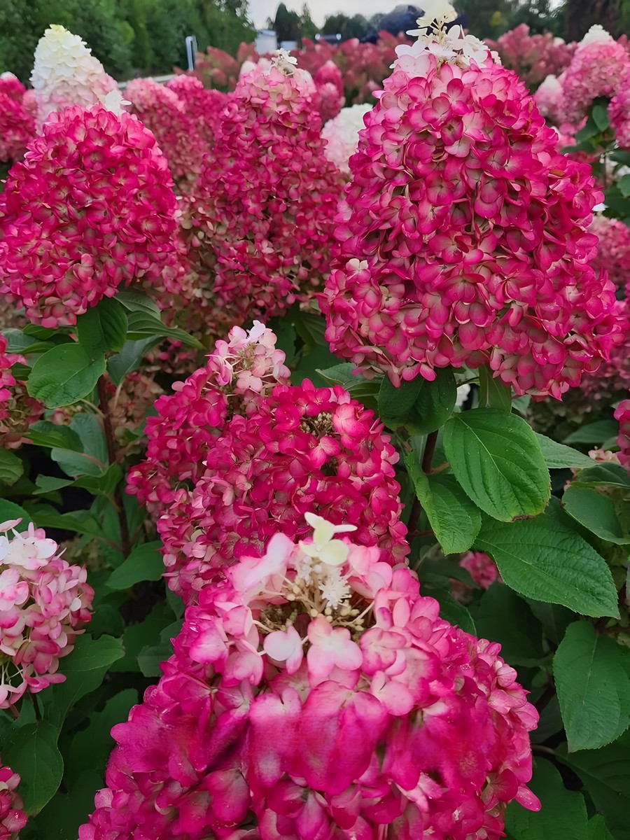 Гортензия метельчатая Индиан Саммэ/ЦКорЛюкс