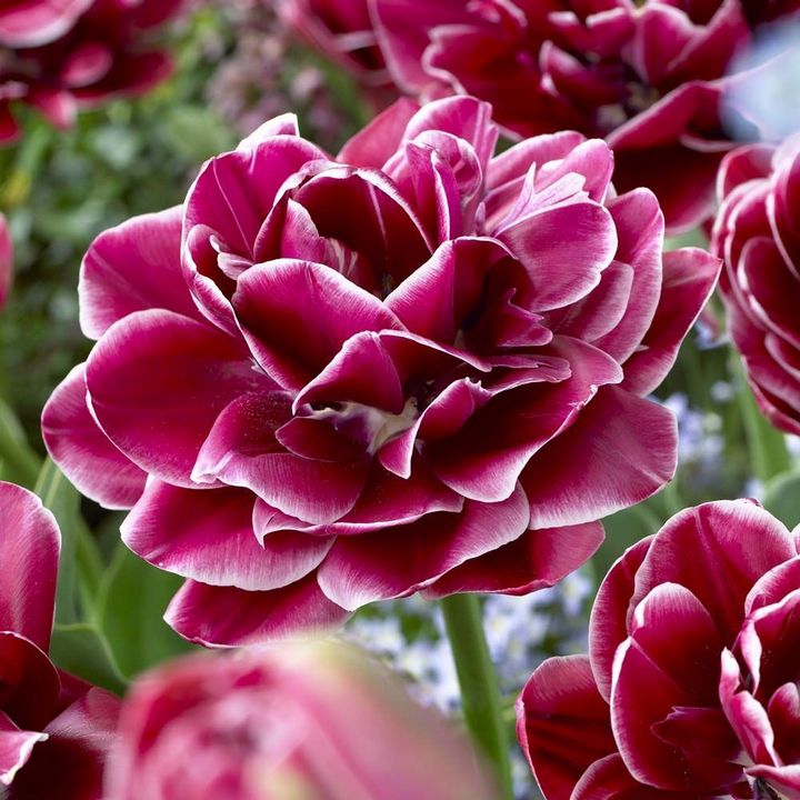 Тюльпан махровый поздний Виндхэм, 11/12, 1 шт.