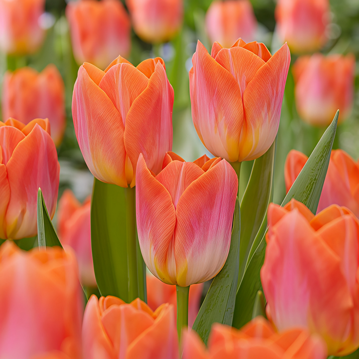 Тюльпан триумф Санрайз Дайнести, 11/12, 1 шт.