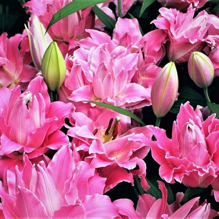 Лилия восточная махровая Дримлайн, для выгонки, 1 шт.