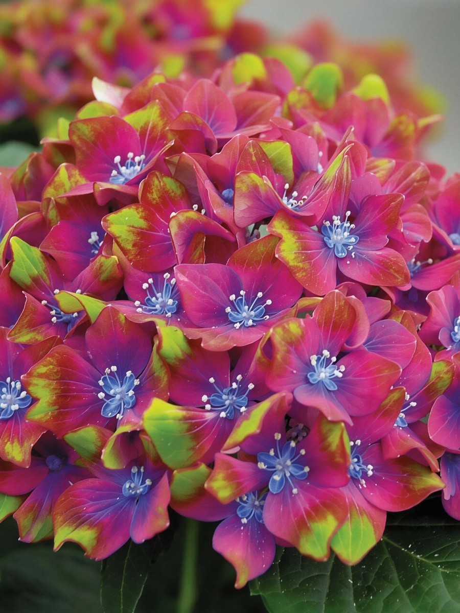 Гортензия крупнолистовая Шлосс Вакербарт/ЦКорЛюкс