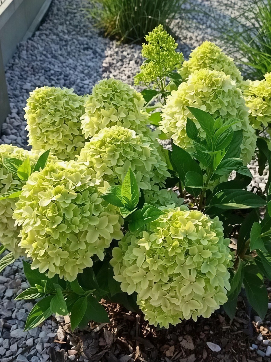 Гортензия метельчатая Паненка/ЦКорЛюкс