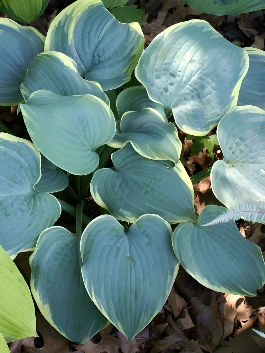 Хоста Блю Флейм, 1 шт.