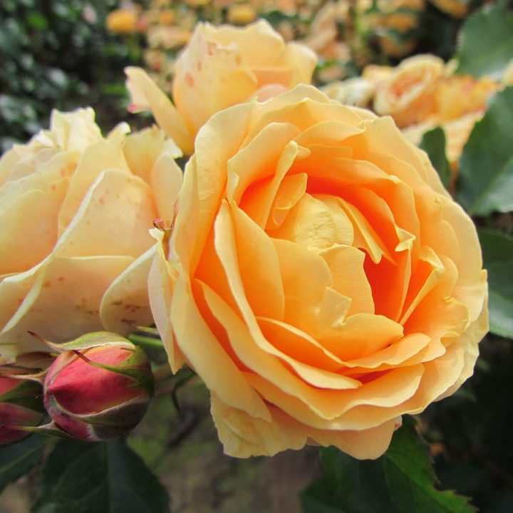 Роза флорибунда Дольче Вита/ЦКор