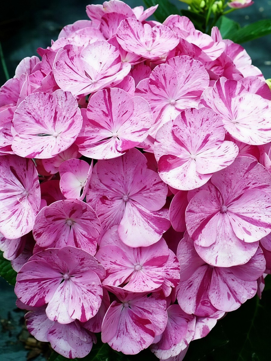 Гортензия крупнолистовая Дансинг Энджел/ЦКорЛюкс