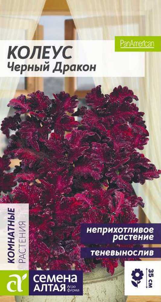 Колеус Черный Дракон, 5 шт.