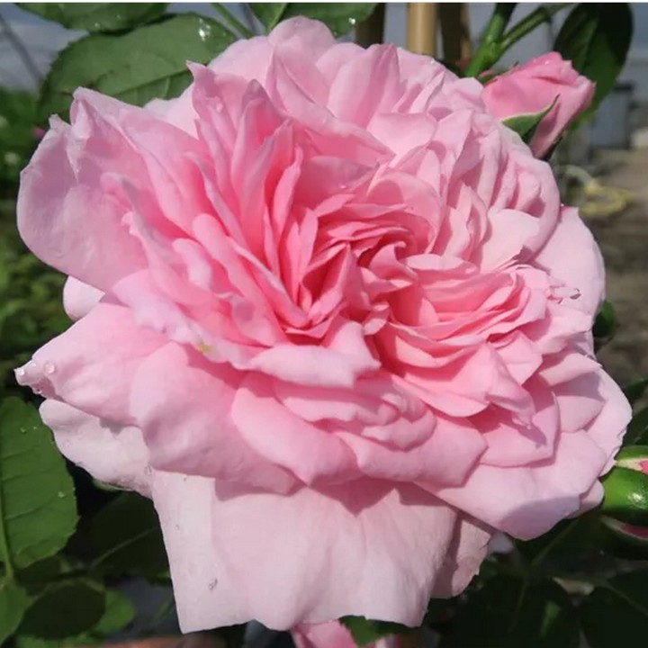 Роза Кордес плетистая Свит Лагуна/ЦКорЛюкс