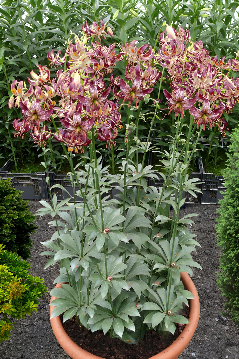 Лилия Альберта Морниг, 10/12, 1 шт.