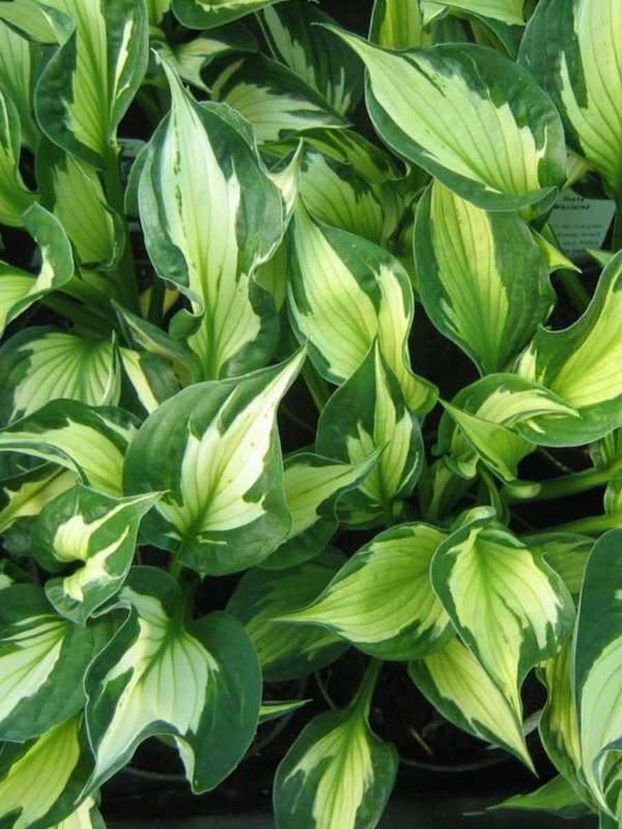 Хоста Уайрлвинд, 1 шт.