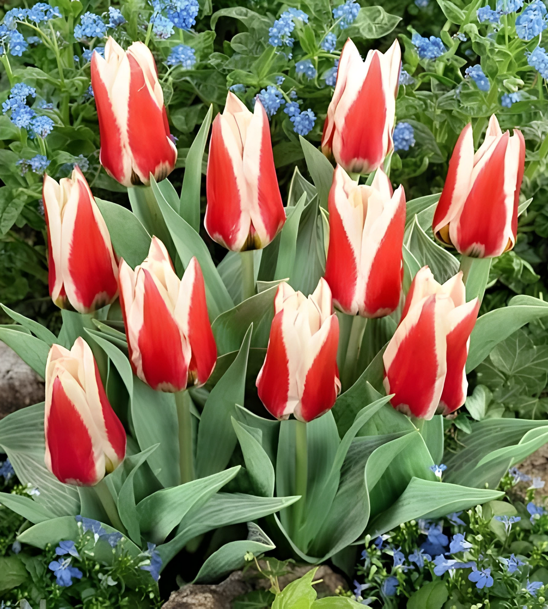 Тюльпан грейга Перфекционист, 11/12, 1 шт.