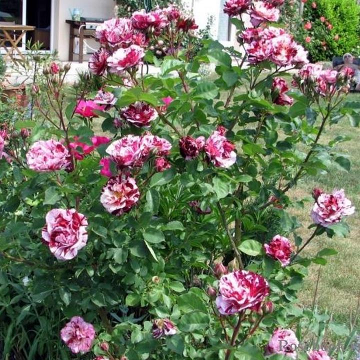 Роза чайно-гибридная Имэджин