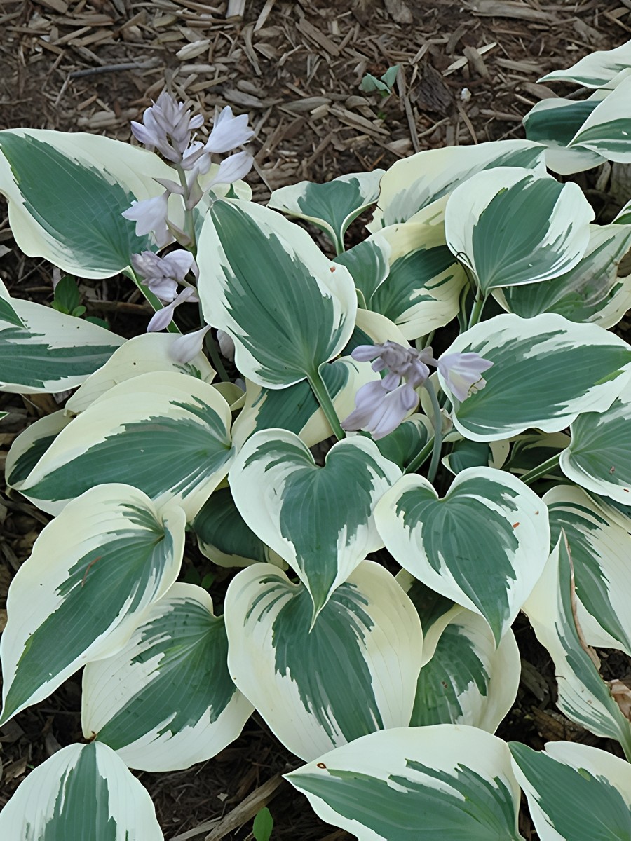 Хоста Грейт Эскейп, 1 шт.