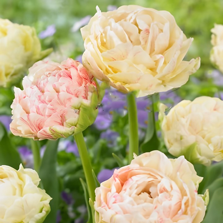 Тюльпан махровый ранний Писте, 11/12, 1 шт.