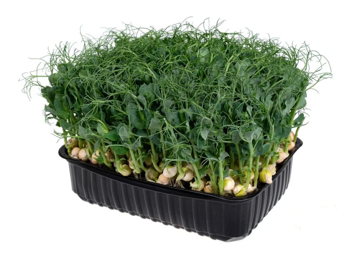 Комплект для выращивания микрозелени