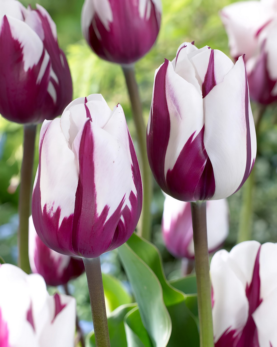 Тюльпан триумф Рэм, 11/12, 1 шт.