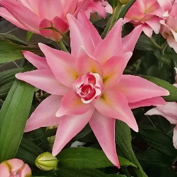 Лилия восточная махровая Сенна, 13/14, 1 шт.