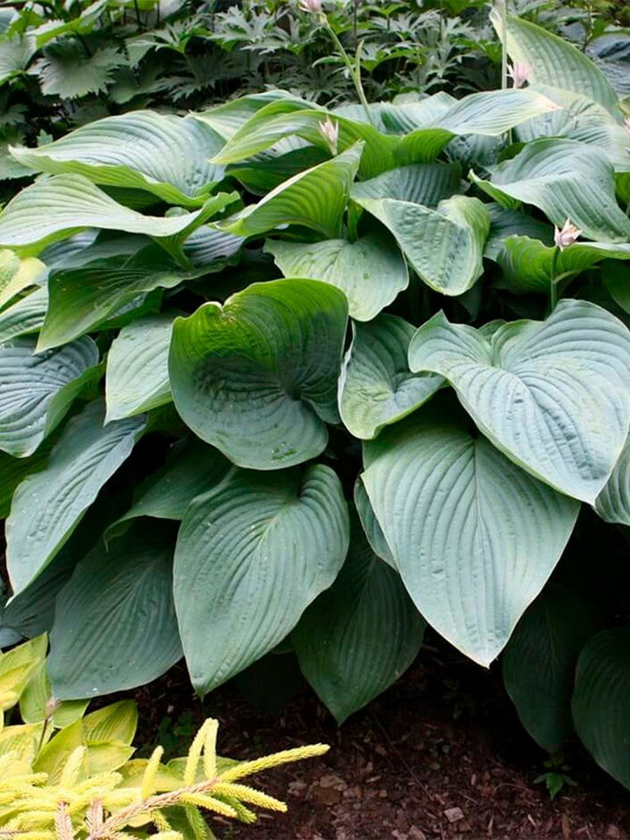 Хоста Эмпересс Ву, 1 шт.