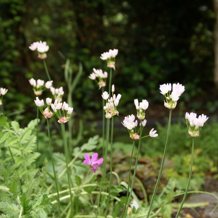 Лук декоративный Розеум, 5/+, 1 шт.