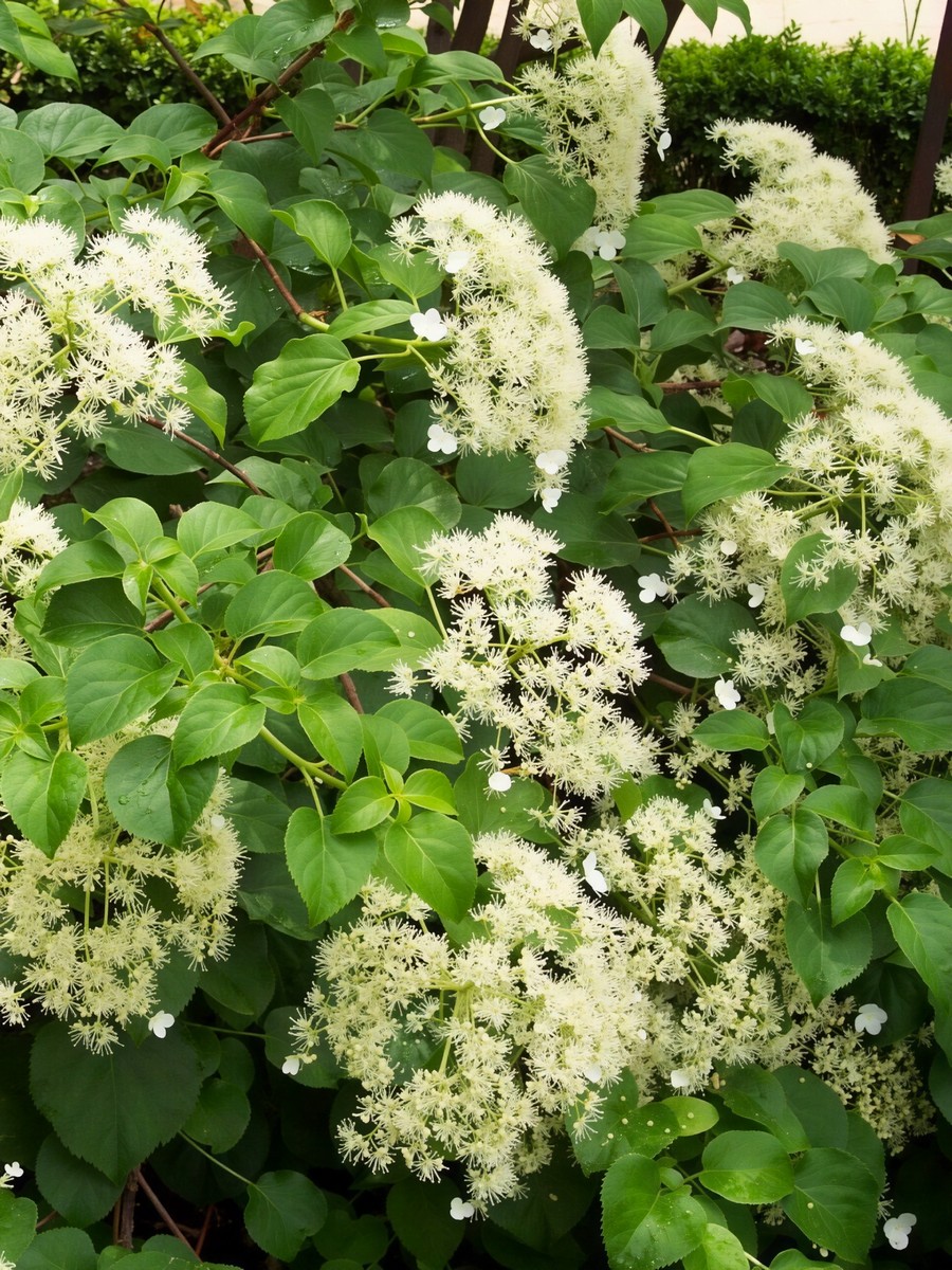 Гортензия черешковая Петиоларис