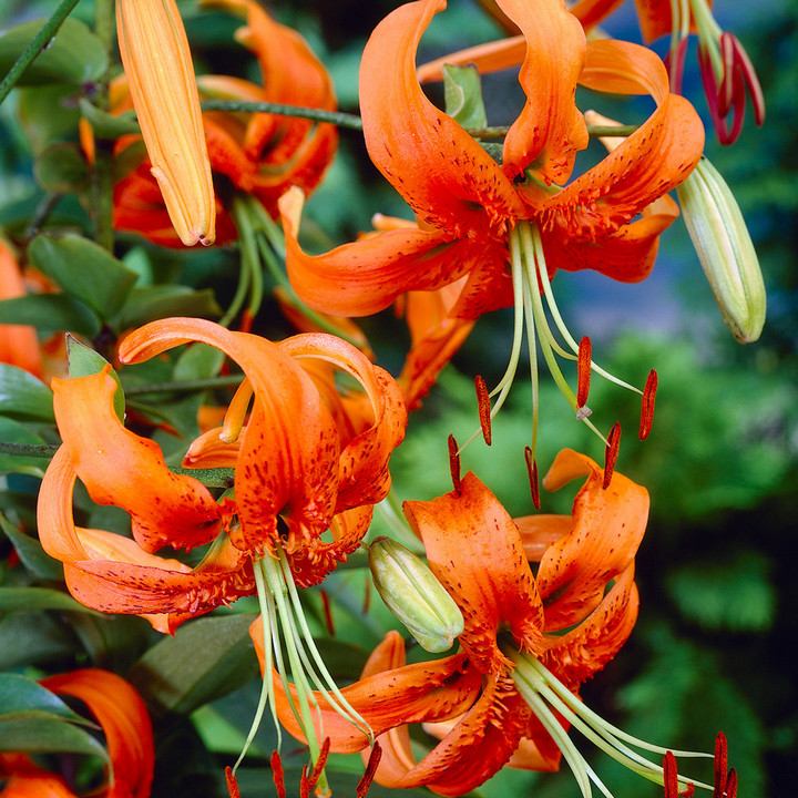 Лилия Генри, 12/14, 1 шт.