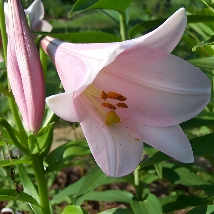 Лилия Элегант Леди, 12/14, лонг., - 1шт