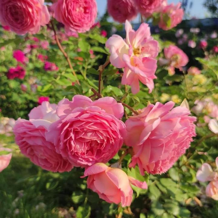 Роза английская парковая Джубили Селебрейшен, 1 шт.