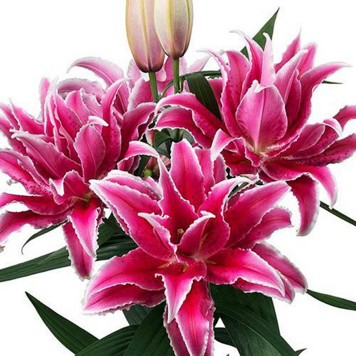 Лилия восточная махровая Roselily Лорена, 16/18, для выгонки, 1 шт.