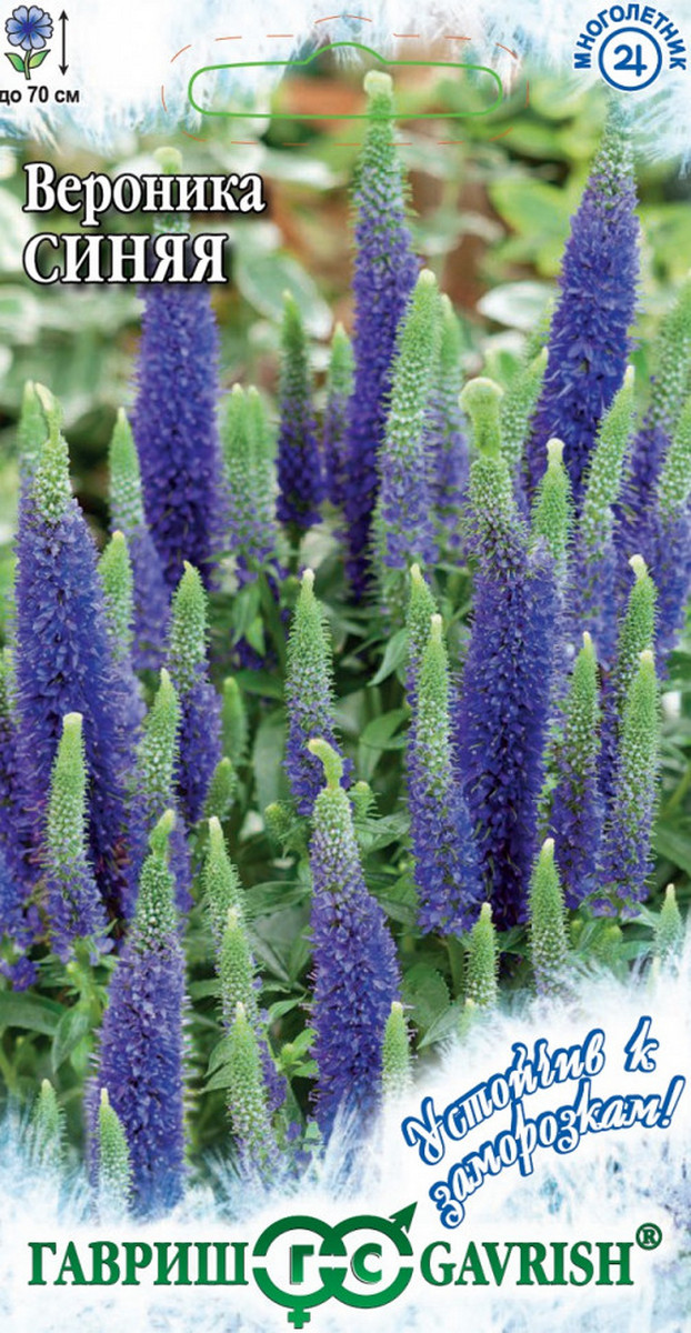 Вероника длиннолистная Синяя, 0,02 г. Устойчив к заморозкам.