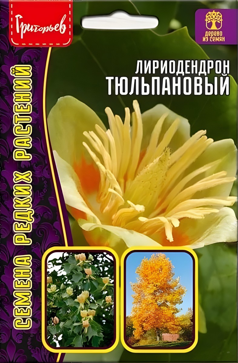 Лириодендрон Тюльпановый, 5 шт.