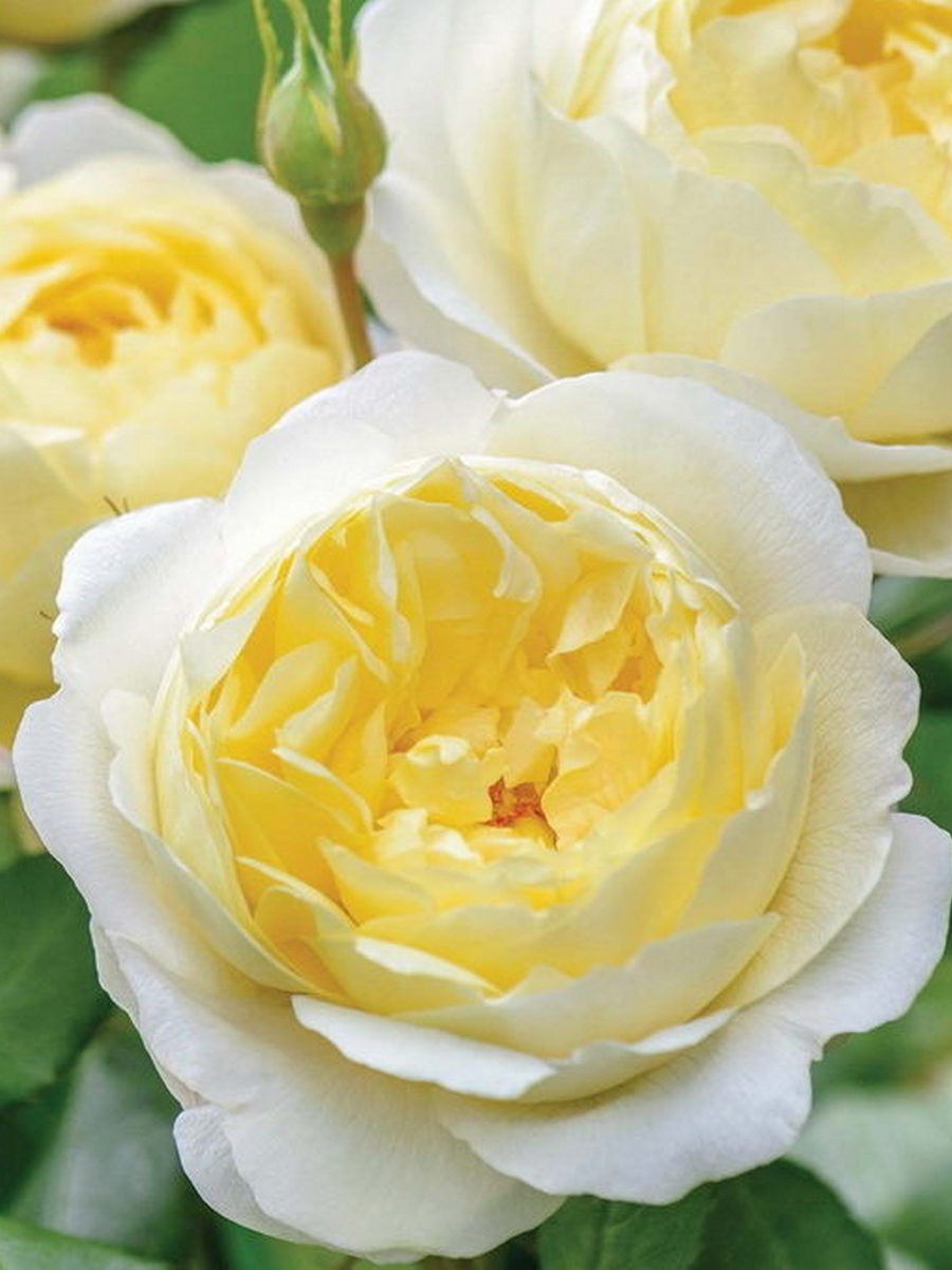 Роза английская парковая Ванесса Белл,1 шт.