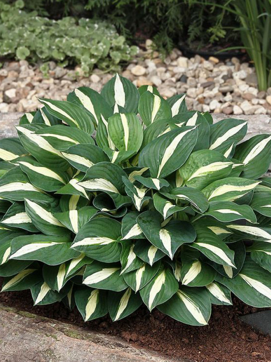 Хоста Уайт Бикини, 1 шт.