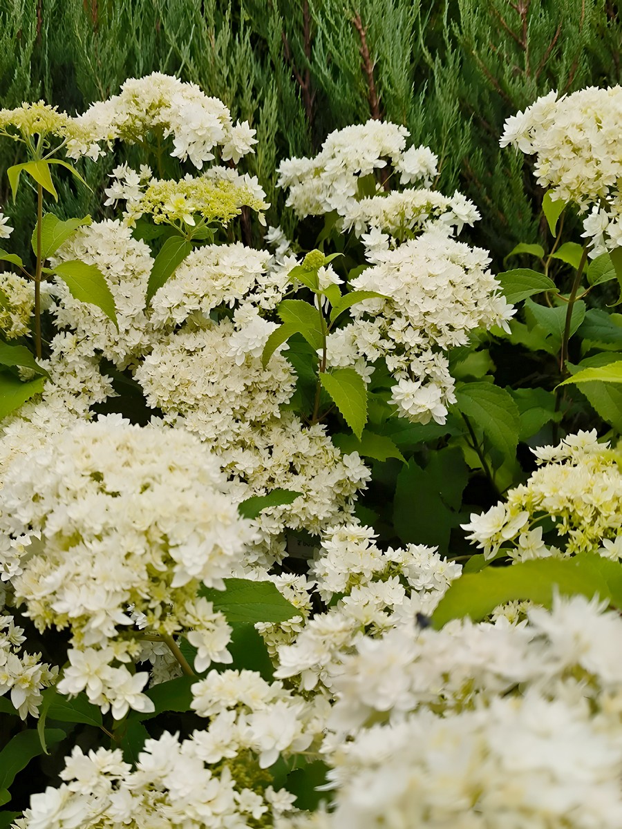 Гортензия древовидная Хайес Старберст