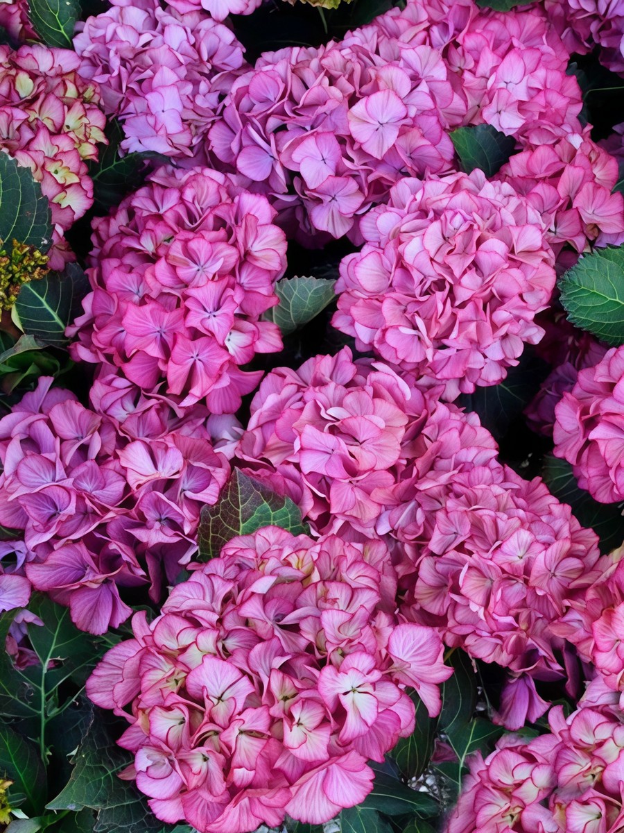 Гортензия крупнолистовая Дансинг Энджел/ЦКорЛюкс