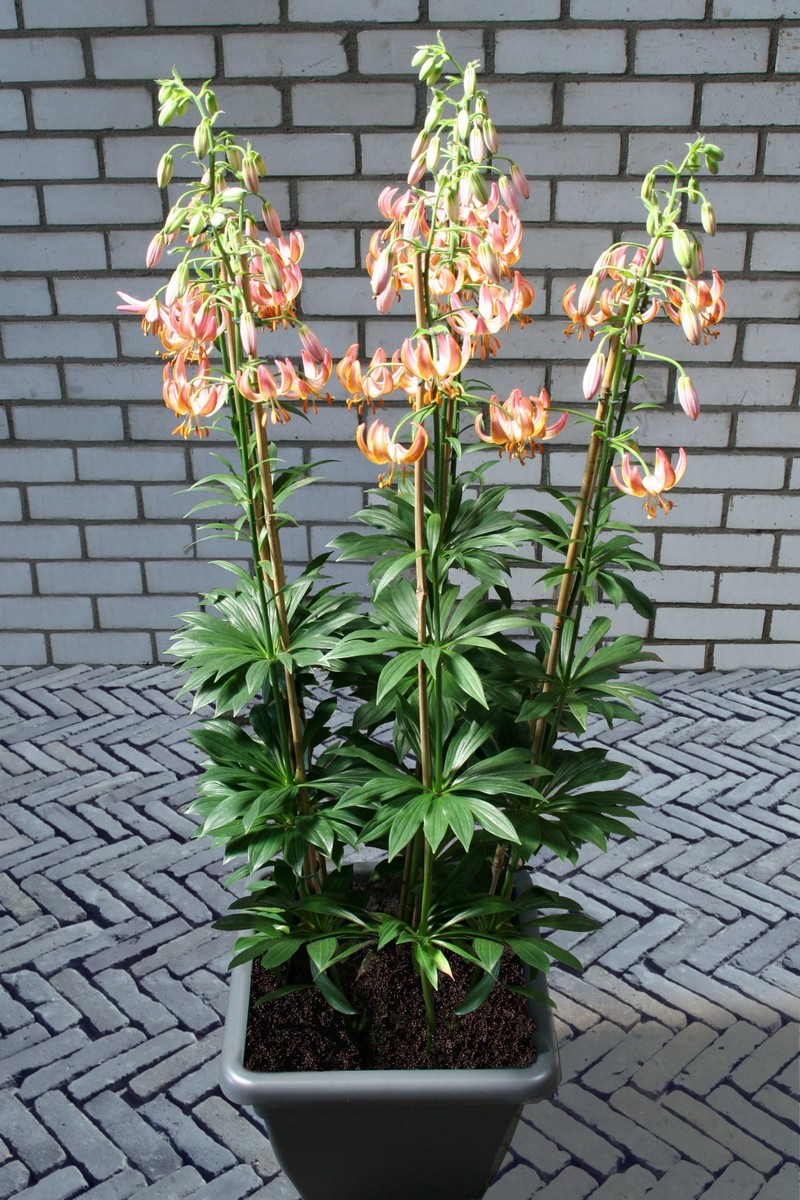 Лилия редкий гибрид Фейри Морнинг, 12/14, 1 шт.