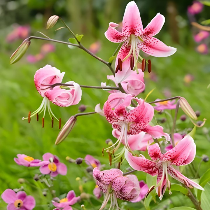 Лилия Рубрум, 12/14, 1 шт.