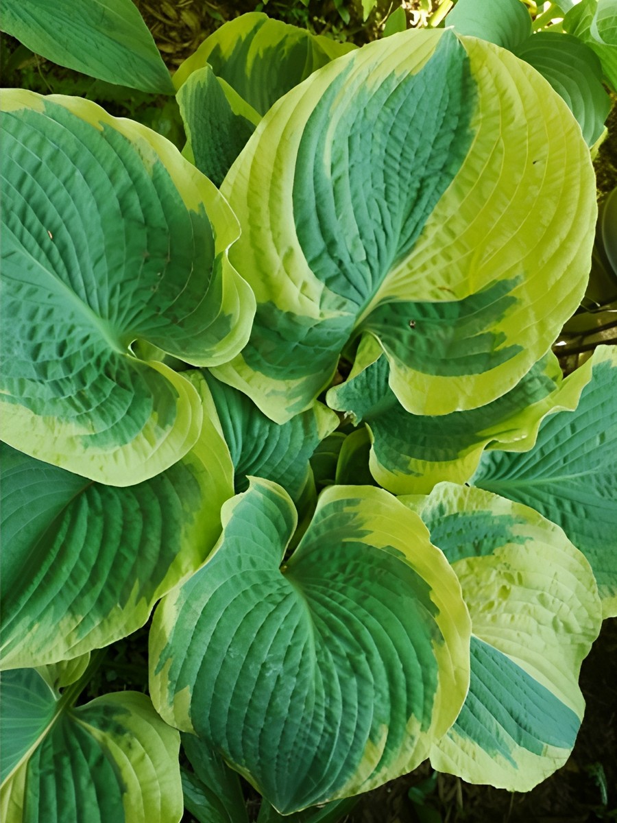 Хоста Парадиз Експектейшнс, 1 шт.