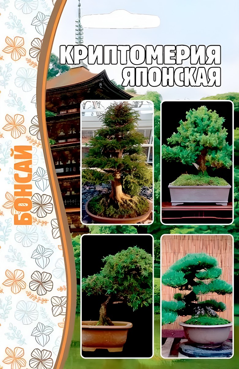 Криптомерия Японская, 3 шт.