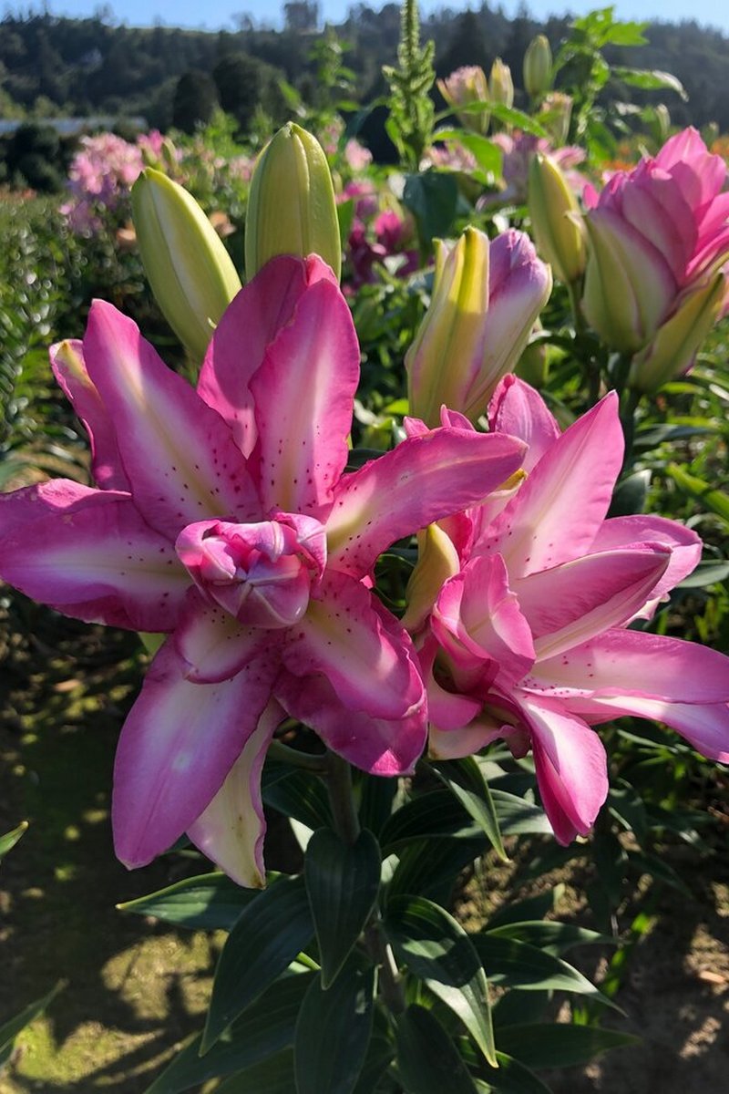 Лилия восточная махровая Лотус Дрим, 16/18, для выгонки, 1 шт.