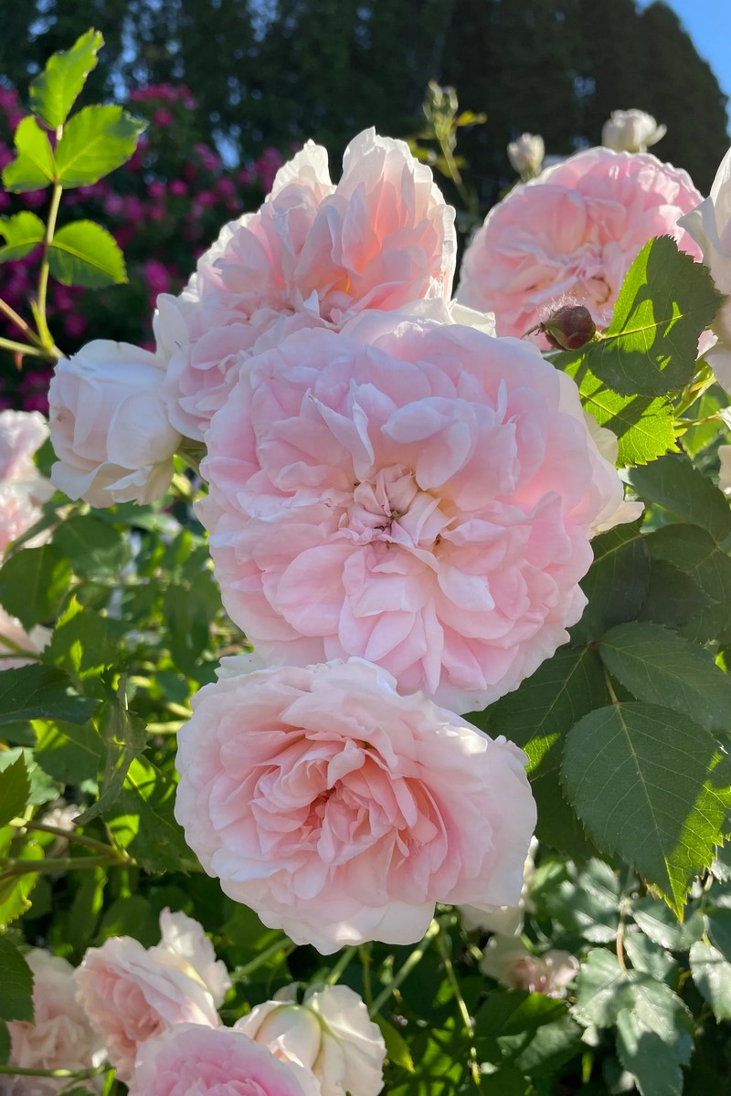 Роза канадская парковая Модэн Блаш/ЦКор