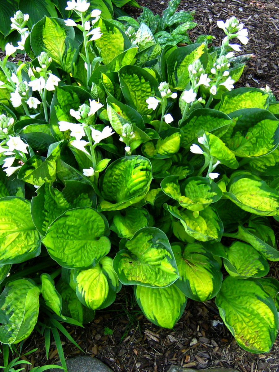 Хоста Рейнфорест Санрайз, 1 шт.