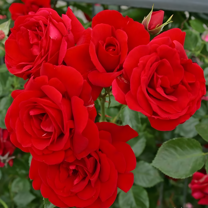 Роза плетистая Симпати