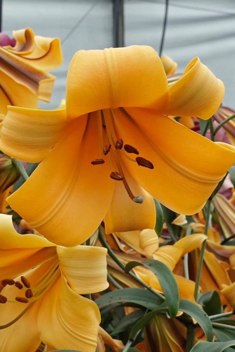 Лилия трубчатая Африкан Куин для выгонки, 16/18/К, 1 шт.